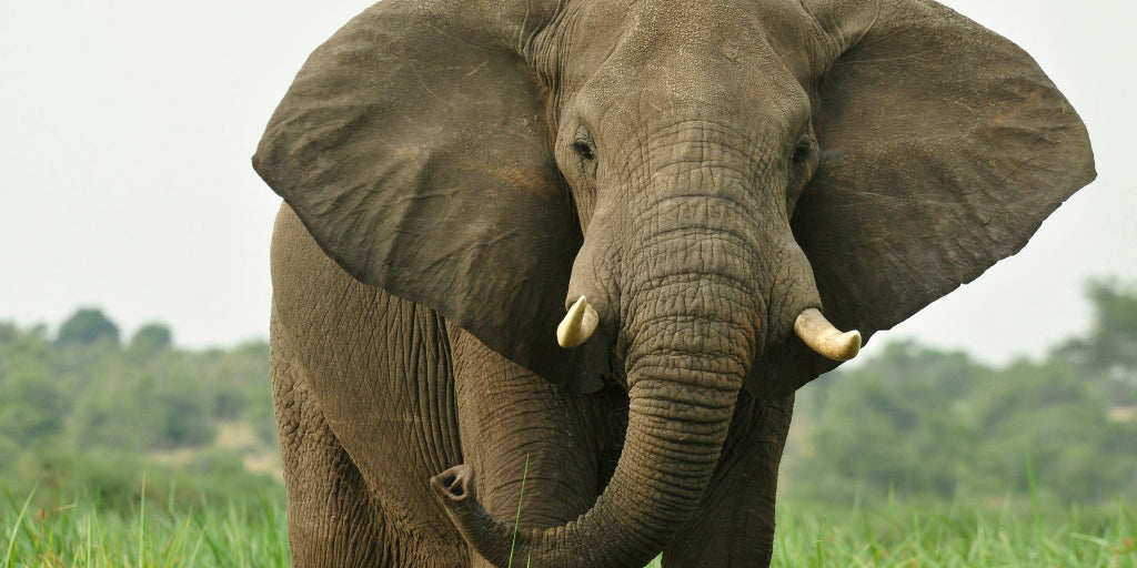 Celebrating World Elephant Day