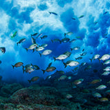 Oceana