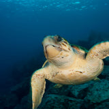 Oceana